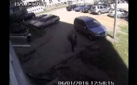 Бегство преступника, напавшего на турагентов в Кирове, попало на запись камер видеонаблюдения