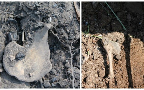 При строительстве дороги в Яранске нашли кости: останки, возможно, принадлежат ребенку