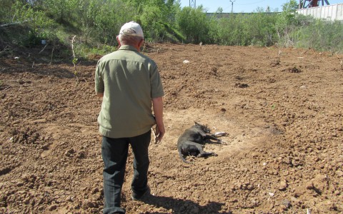 В Кировской области вынесли приговор мужчине, который повесил собаку