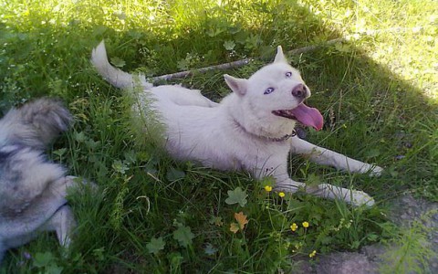 Неизвестный отравил у кировчанки двух породистых собак