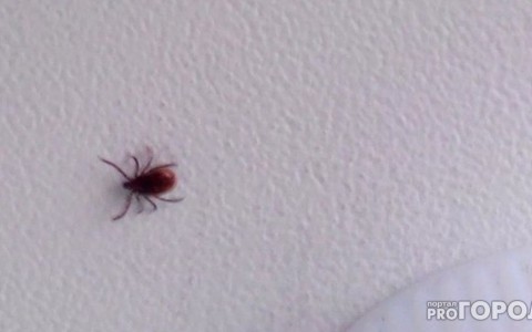 В Кировской области около девяти тысяч человек пострадали от укусов клещей