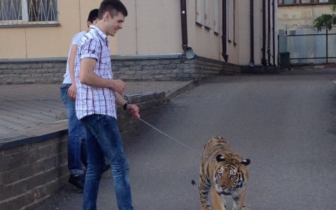 В центре Кирова мужчина выгуливал тигра