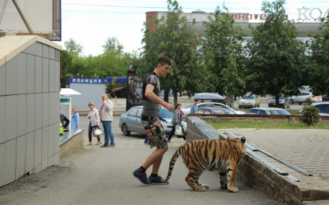 Хозяин тигрицы, выгуливающий ее в центре Кирова: «Прогулки Эльзе необходимы ежедневно»