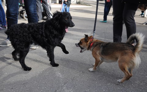 Кировская прокуратура закрыла сайт, организующий собачьи бои