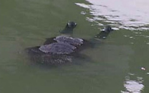 К берегу Вятки прибило тело 36-летнего мужчины