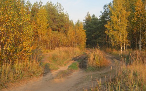 В Кировской области в лесу нашли тело пропавшего мужчины