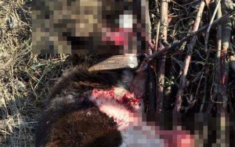 По факту расстрела собаки в Субботихе все же  возбудили уголовное дело