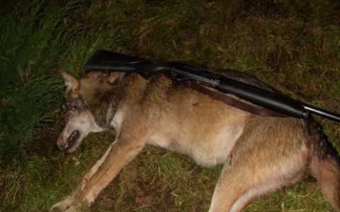 В Кировской области добыли трехлапого волка