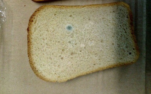 Фоторепортаж из соцсетей: 7 ужасных находок в тарелках кировчан