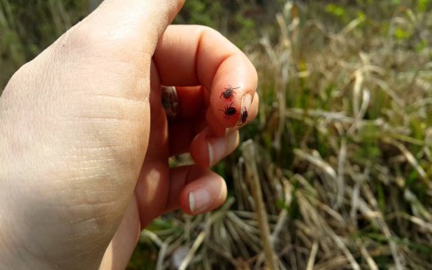 В Кировской области три ребенка заболели клещевым энцефалитом