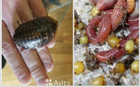 Калифорнийские черви и меганоски: какую еще дичь продают кировчане на сайтах объявлений?
