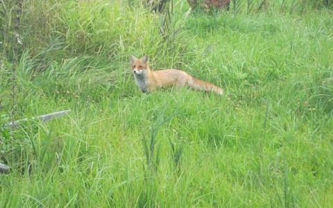 Местные жители: "В 10 километрах от Кирова бегает бешеная лиса"