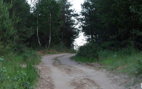 В лесу Слободского района пропал мужчина