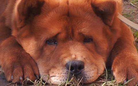 В Кировской области догхантеры убили породистую собаку