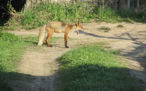 В Свечинском районе на мужчину напала бешеная лиса