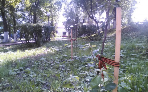 В сквере у Центральной гостиницы саженцы деревьев подвязаны георгиевскими лентами