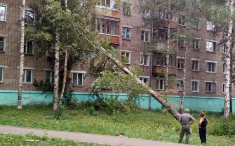 В Кирове дерево упало на 5-этажный дом
