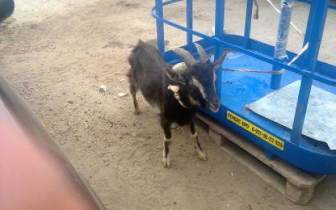 Новость от читателей: в одном из микрорайонов Кирова по улицам бегает коза