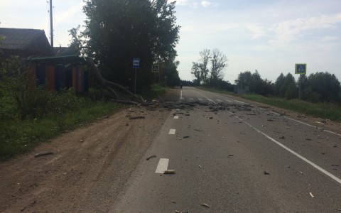 На кировской трассе рухнуло дерево: целая деревня осталась без электричества