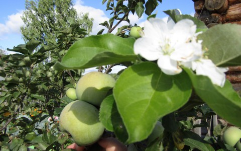Аномалия в Кировской области: яблони, груши и черемуха снова зацвели