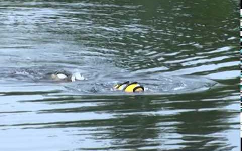 В Кировской области женщина утонула во время празднования свадьбы