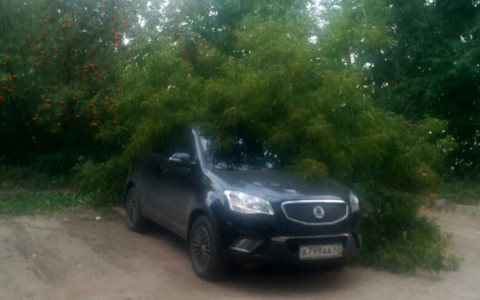 В Кирове упавшее дерево придавило внедорожник