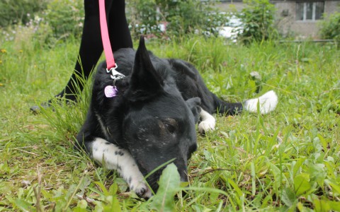 В Кировской области хозяева замотали морду собаки скотчем, чтобы не лаяла