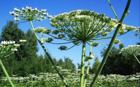 Кировчанку оштрафовали за борщевик