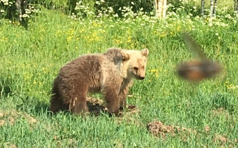В Кировской области медведь напал на человека