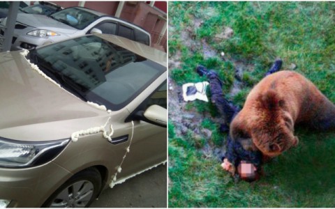 Что обсуждают в Кирове: нападение медведя и жуткая месть