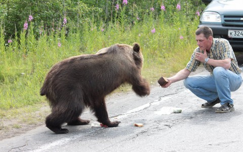 Медведь скальпировал человека в Кировской области: пострадавший успел позвать на помощь