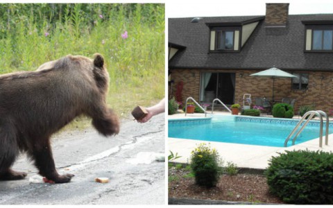 Что обсуждают в Кирове: почему "запенили" иномарку и как украсть деньги на бассейн