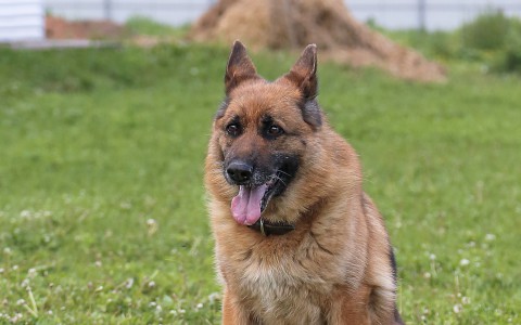 Мужчину в Кирово-Чепецке загрызли две овчарки, охранявшие здание