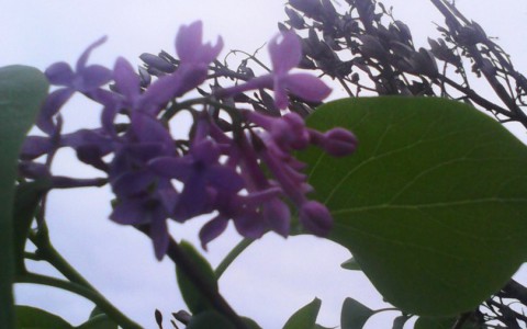 В Кирове в сентябре расцвела сирень