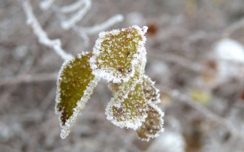 В Кирове ожидаются первые заморозки