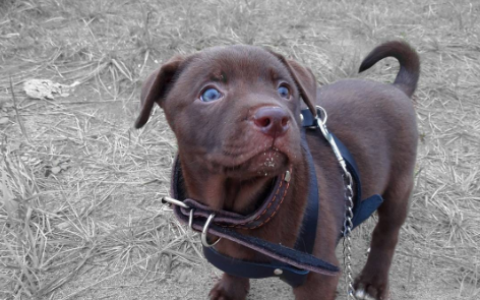 Четверг в Кирове: правильное начало дня, сбор картофеля и новый член семьи