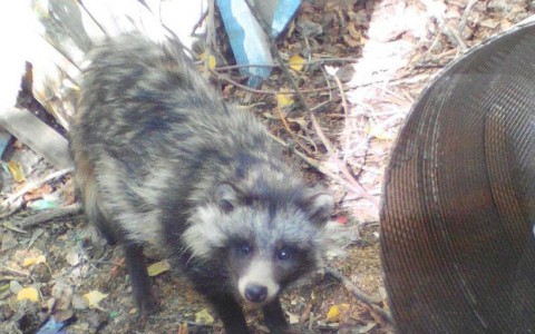 На территории детского сада в Кирове поймали енотовидную собаку