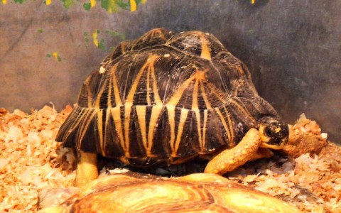 Кировчане спасли черепашку Никиты Белых после ареста его имущества