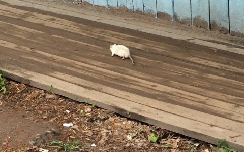 В парке у цирка в Кирове крыса напала на ребенка