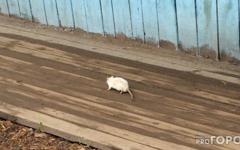 Специалисты рассказали, откуда взялись опасные крысы в центре Кирова