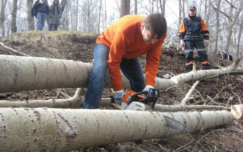 В Кирове из-за аварийного дерева перекроют улицу Пролетарскую