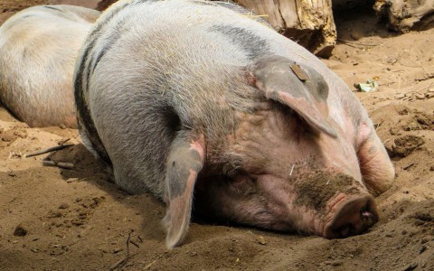 На границе с Кировской областью бушует африканская чума свиней