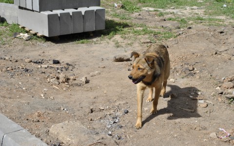 В Кировской области бешеная собака покусала пятерых человек