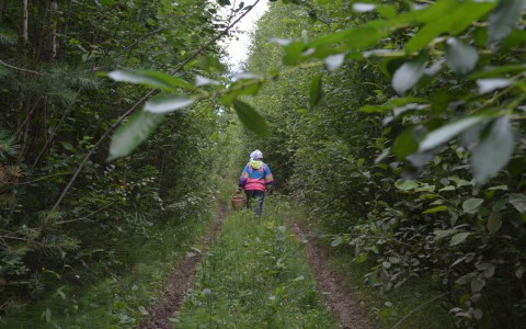 В Кировской области в лесу пропала молодая женщина с 5-летней дочкой