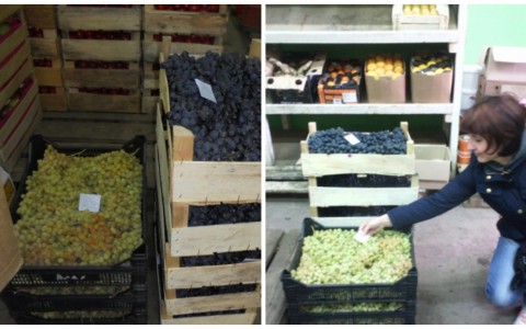 В Кирове раздавили около 70 килограммов санкционного винограда