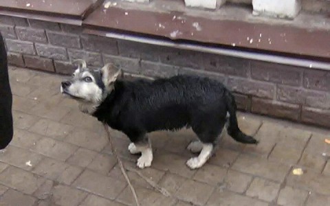 В Кировской области женщину покусала бешеная собака