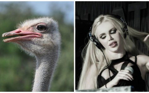 Что обсуждают в Кирове этим утром: нападение страуса и отмена концерта