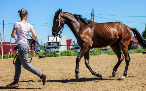 В Кирове жеребец сломал челюсть 15-летней школьнице
