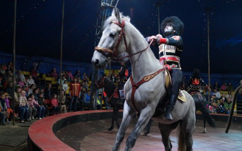 На набережной Грина в Кирове покажут цирковое представление