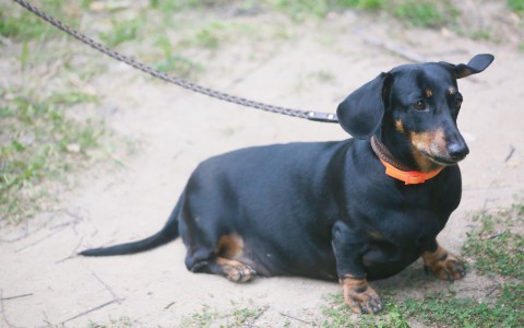 У чепчанки за долги арестовали таксу